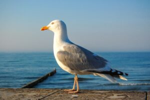 Möwe